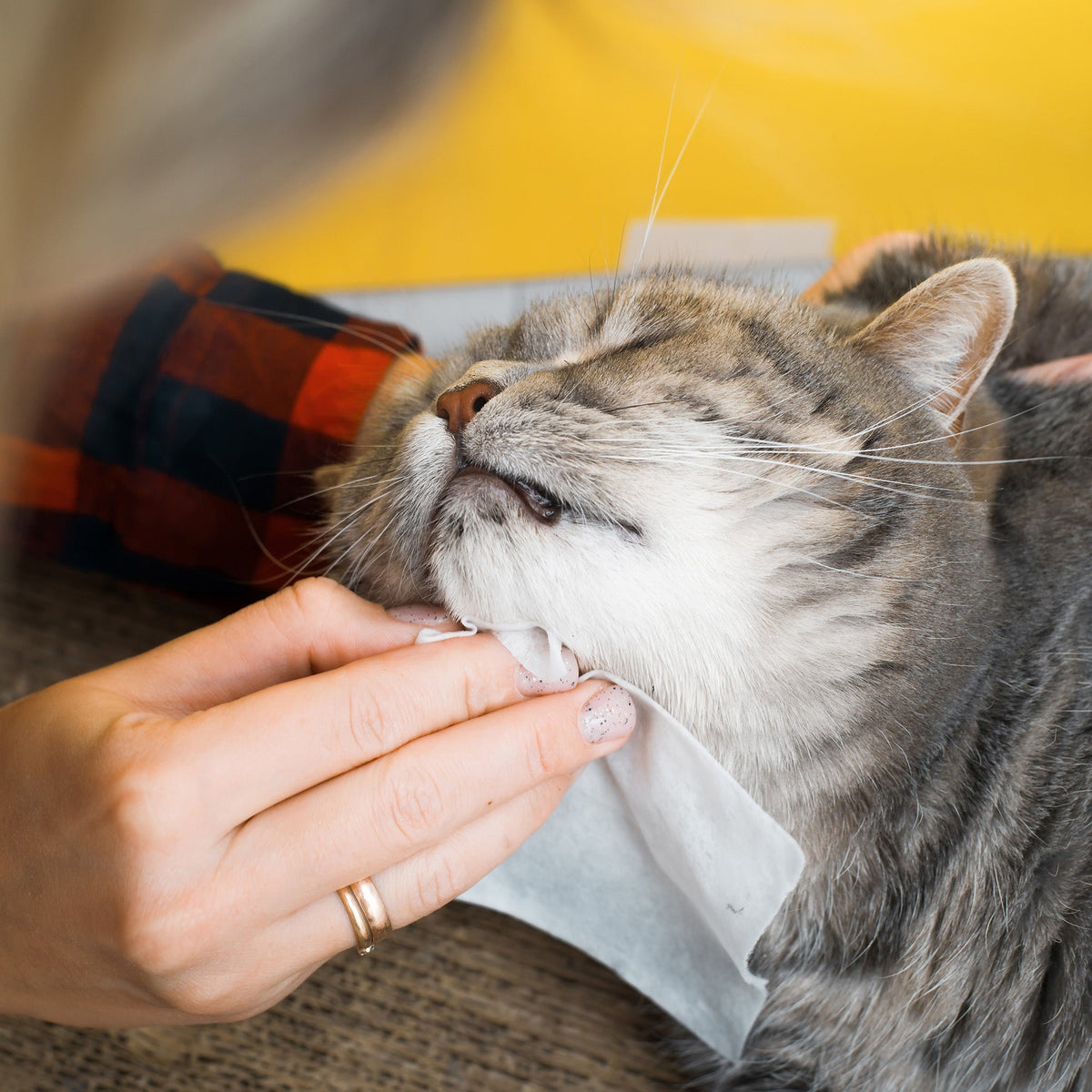 Furry Fresh Pet Wipes - Lavender Scented, 100 Extra Large Wipes
